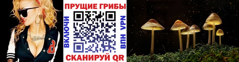 Псилоцибиновые грибы Cubensis  МЕГА рабочий сайт  Руза 